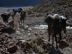02 Mules Carrying Loads Up The Relinchos Valley From Casa de Piedra To Plaza Argentina Base Camp.jpg